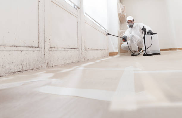 Black mold remediation team in La Grange